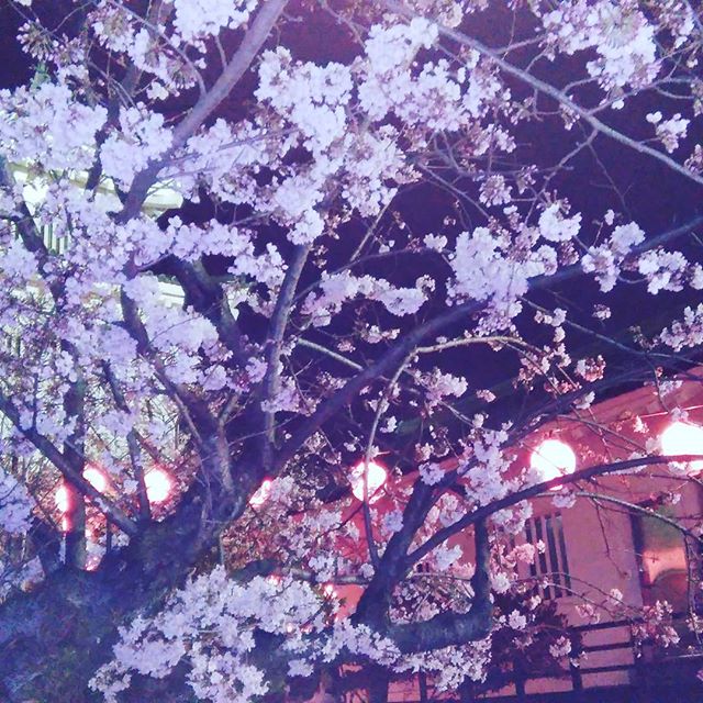 福山城 の 夜桜  #福山