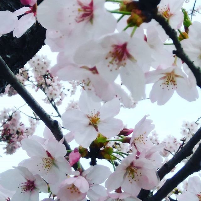 湯野の桜満開 #福山 #来年もまたね  #満開 #花より団子