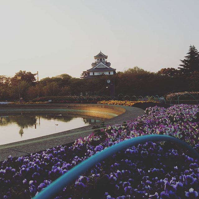 長浜城と花