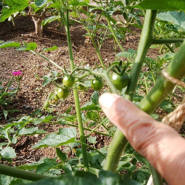 お初に……ちっちやいけど……やがて大きくなるよ～　#福山神辺#トマト#我が家の菜園？？