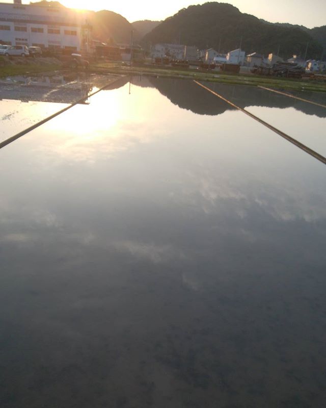 今朝の太陽　田んぼが大きな鏡　#福山神辺#太陽#田んぼ#かがみ#太陽有り難う
