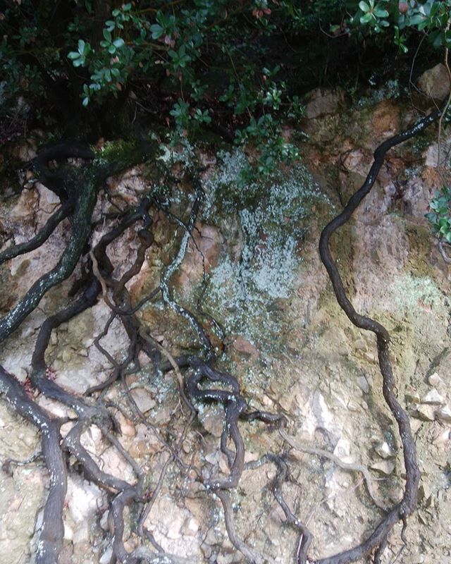 根性のある根っこ　岩から根#福山神辺#自然の力