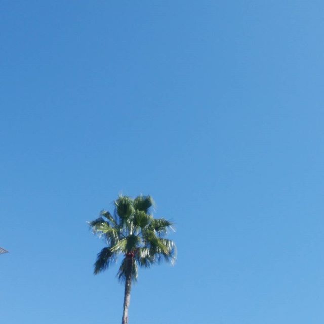 雲一つない空　椰子の木なのかな？#福山神辺#パチンコ店の椰子#雲一つない