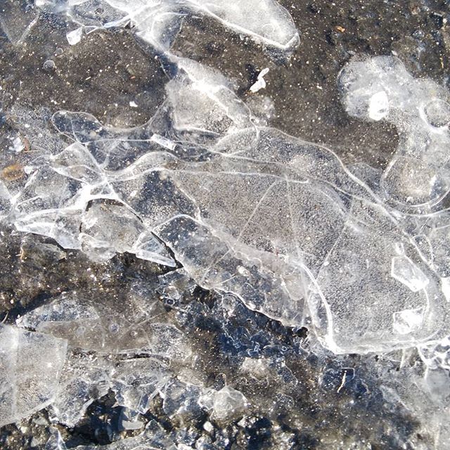 雪国の人に笑われるかも　今朝は福山では水溜まりにこんな氷が張っていた　お～寒～#福山神辺#寒い#氷