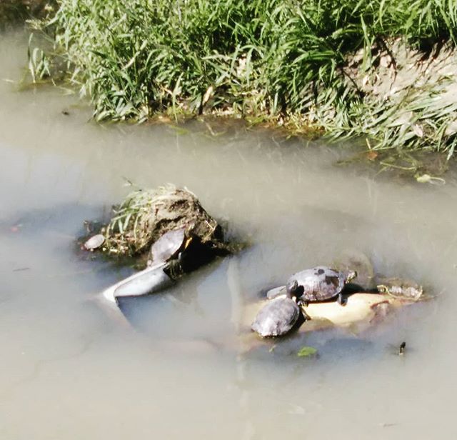 会社の近所を歩く亀さんが甲羅干し濁れた川綺麗な川で…… ちぃと可哀想ですぅゴミはゴミ箱へ捨てようよ#福山神辺#亀