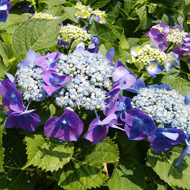 紫陽花…美しい…… 言葉はいらない…… #福山神辺#紫陽花#梅雨