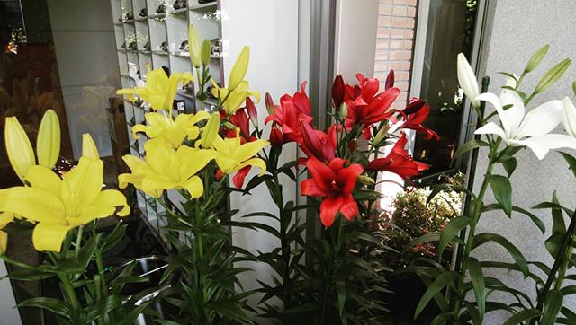 今日は検査の日病院の玄関の花たちが迎えてくれた…… #福山神辺#病院