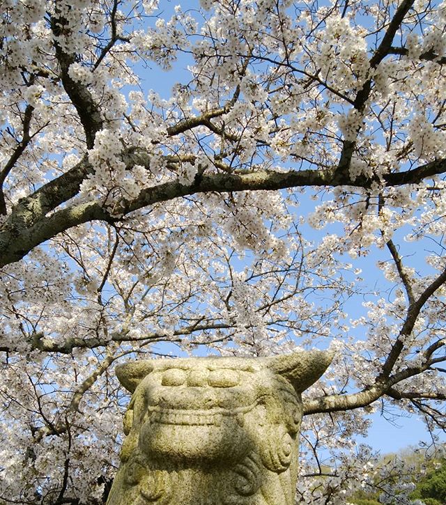 優しい狛犬の表情毎年桜見物今年も沢山の亀さんの甲羅干しもみた来年も来よう#福山神辺#豊姫神社