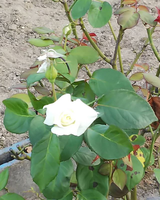 今朝の散歩道畑にこの白い薔薇たった一本………️ 自己主張してる️ 可愛いし清楚です★#福山神辺#薔薇
