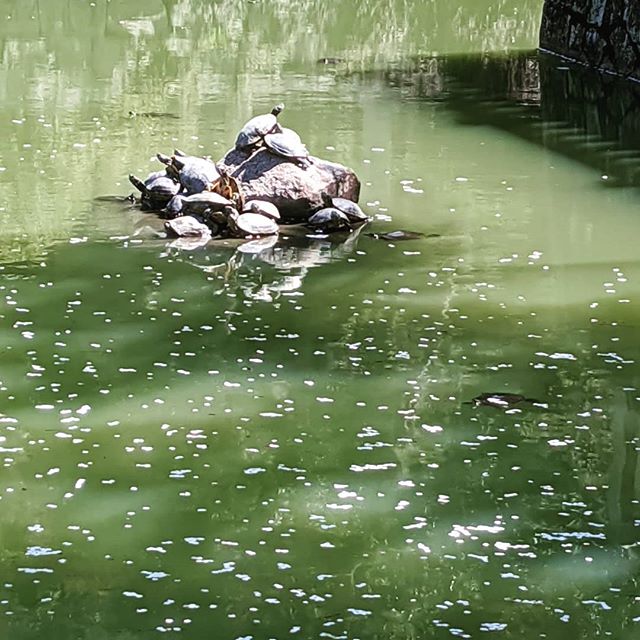 豊姫神社の池にて亀さんの甲羅干しハラハラさくら散ってますね静かに花見10分#福山神辺 #豊姫神社 #花見