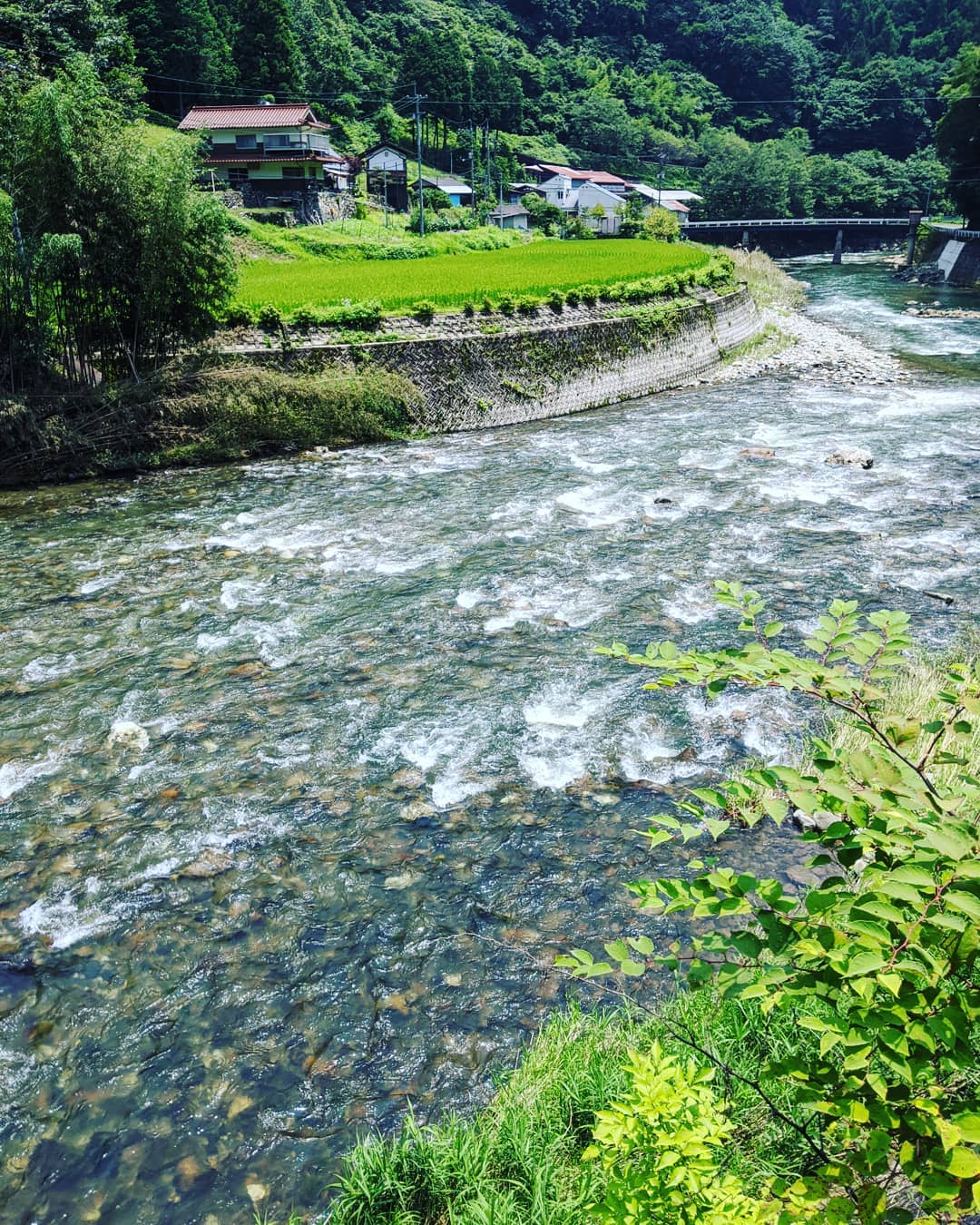 ３密を避けて誰もいない途中綺麗な川に出た人に会わない　#福山神辺#山奥の川#空気が綺麗