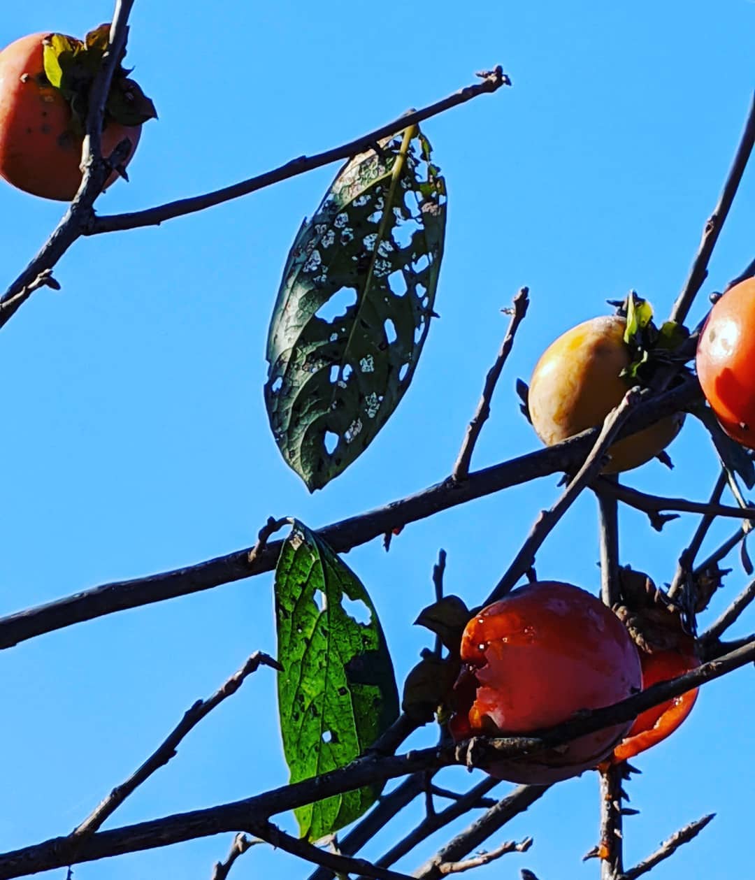 どうも　面に見えてしょうがない🤣#福山神辺 #柿の葉っぱ#食べられ放題#お面に見えません？
