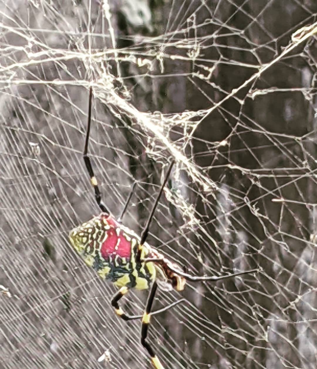 今朝　見っけ気持ち悪い色の蜘蛛#福山神辺 #蜘蛛 #なんちゅう名前？
